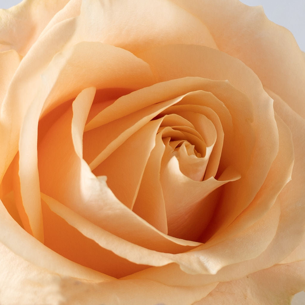 30cl Candle - Harmony